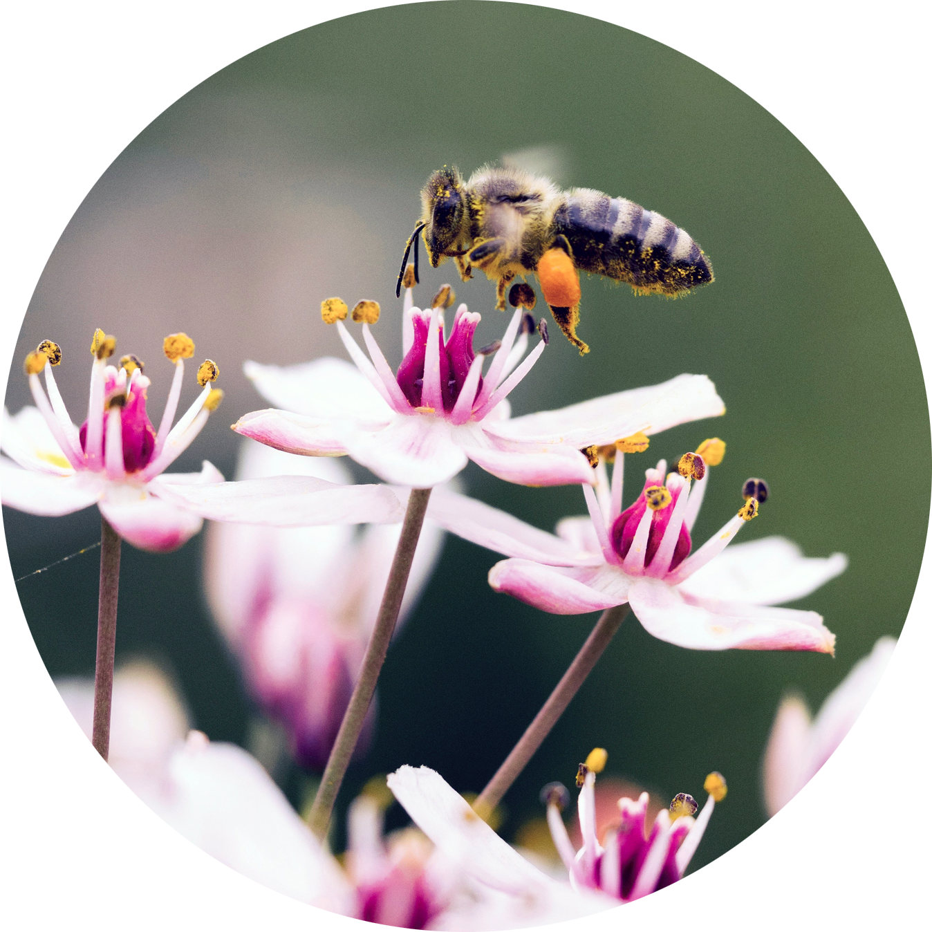 Bee on flower