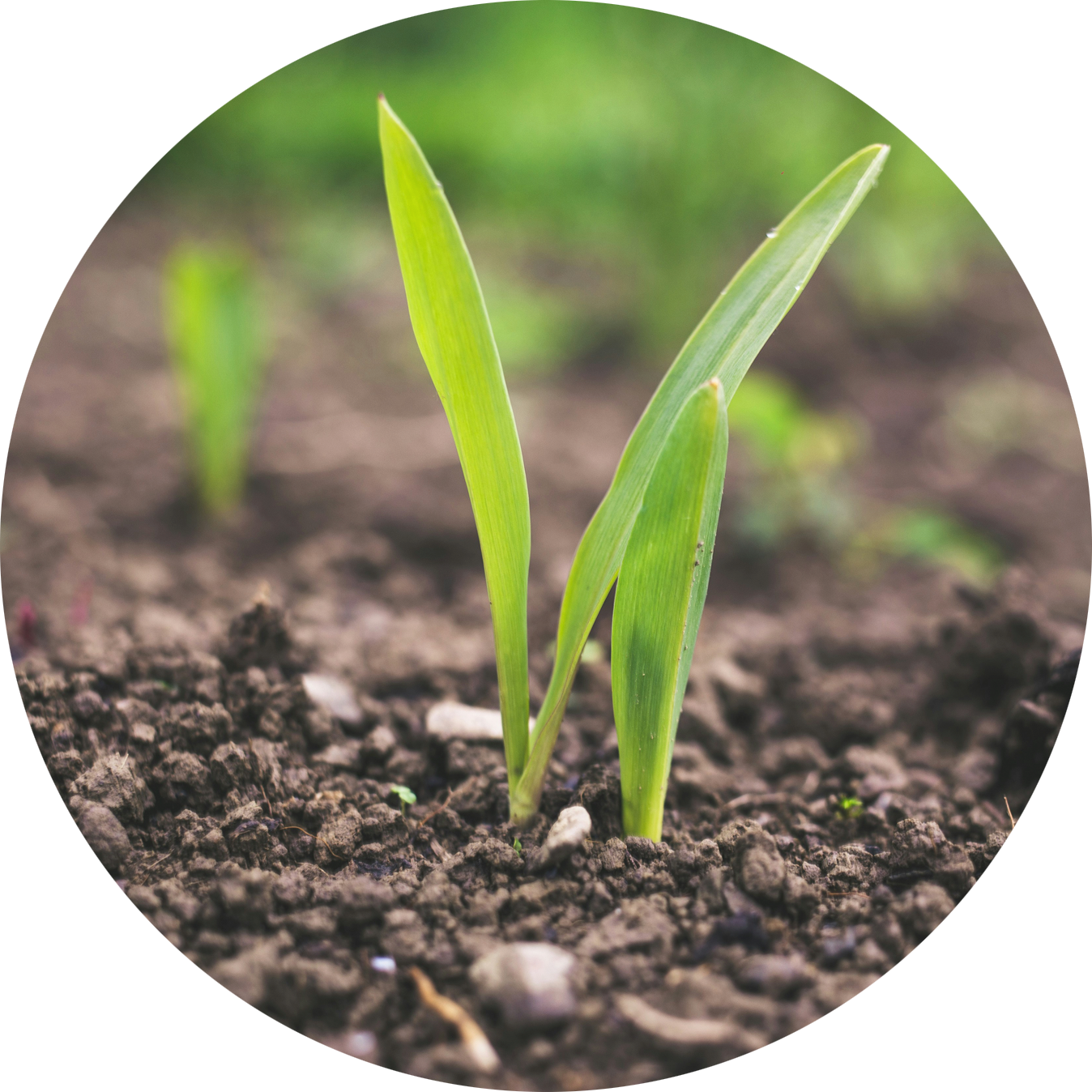 soil testing